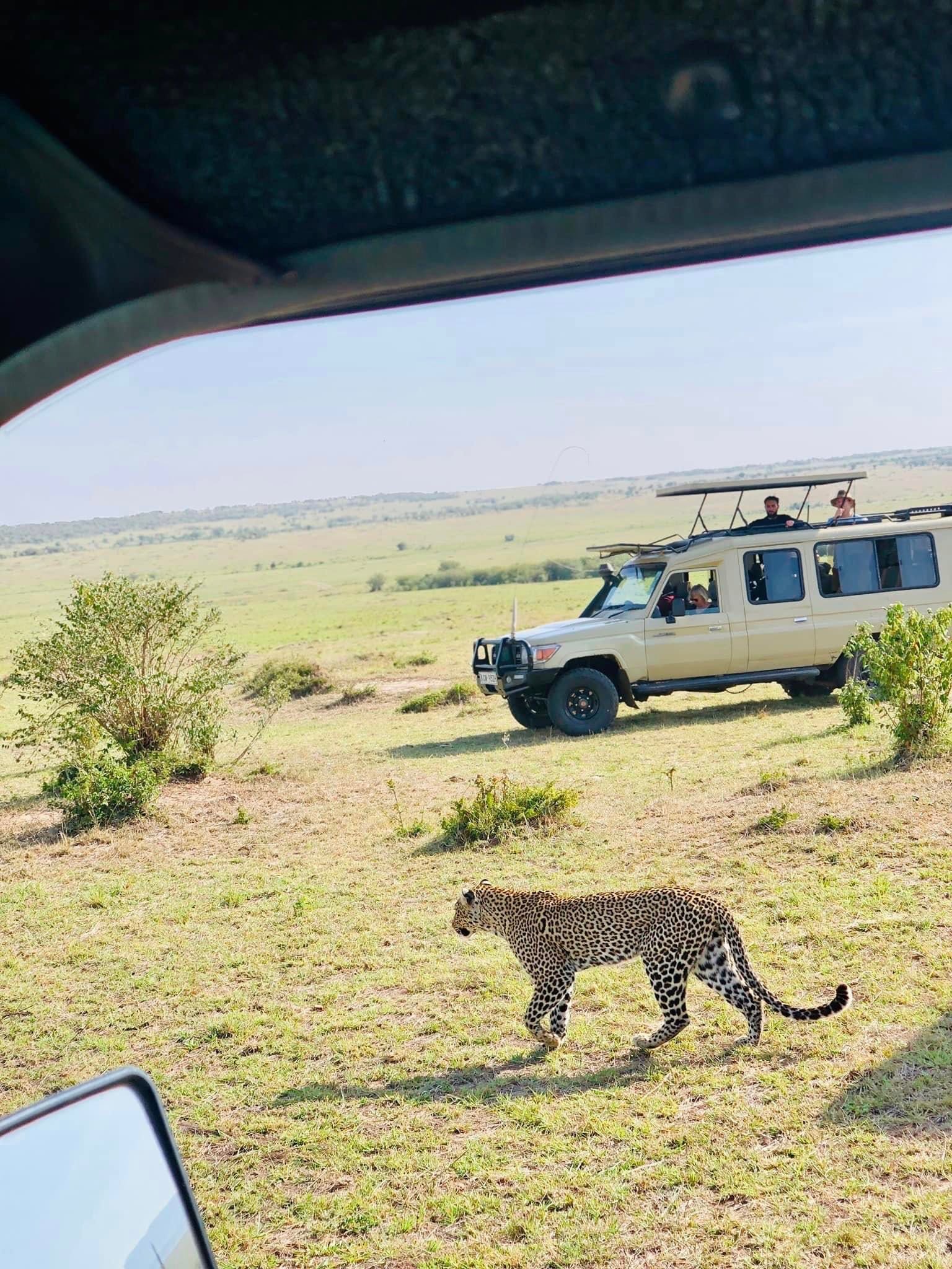 Safari experience